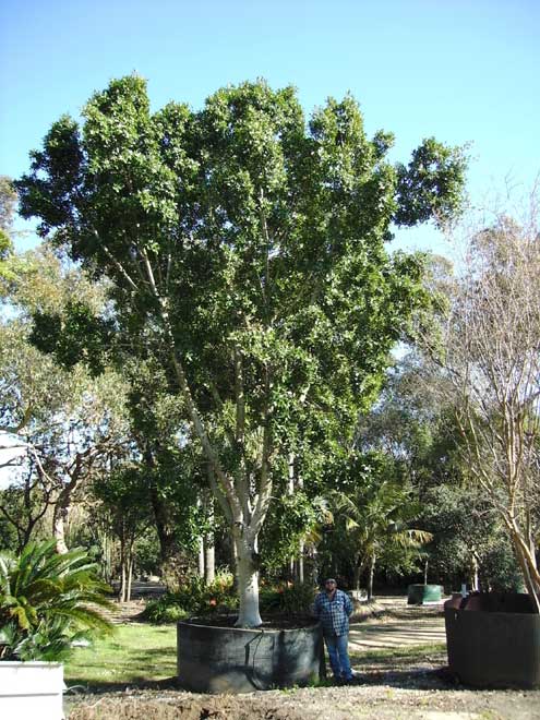 Hills Fig (Ficus hilli) 