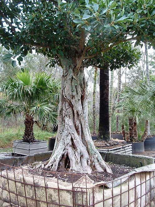 Port Jackson Fig (Ficus rubiginosa) 