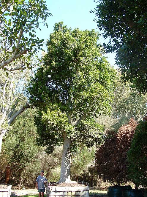 Hills Fig (Ficus hilli)
