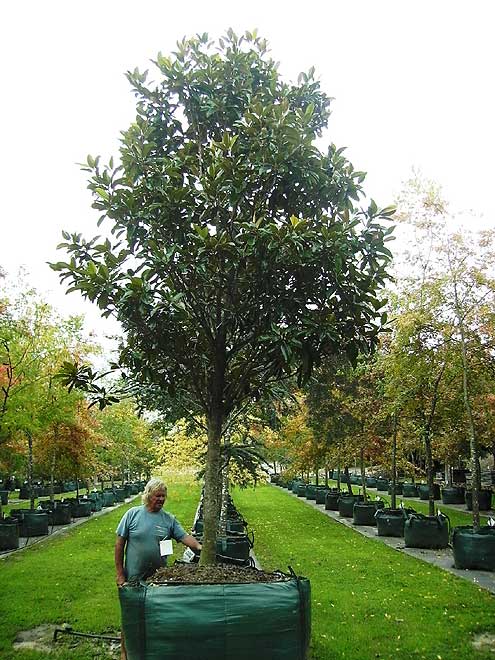 Magnolia Grandiflora St Marys