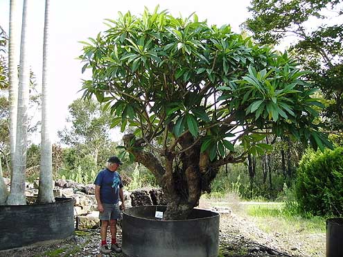 Frangipanni (Plumeria)