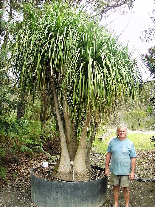 Ponytail Palm (Beaucarnea recuruata)