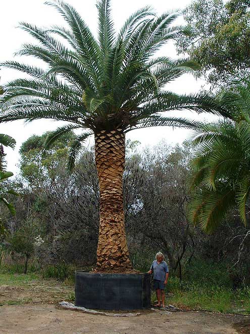 Canary Island Date Palm (Phoenix canariensis)