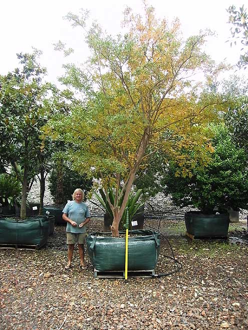 Crepe myrtle (Lagerstroemia indica)