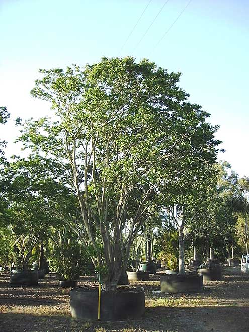 Crepe myrtle (Lagerstroemia indica)