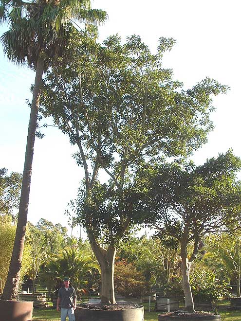 Port Jackson Fig (Ficus rubiginosa)