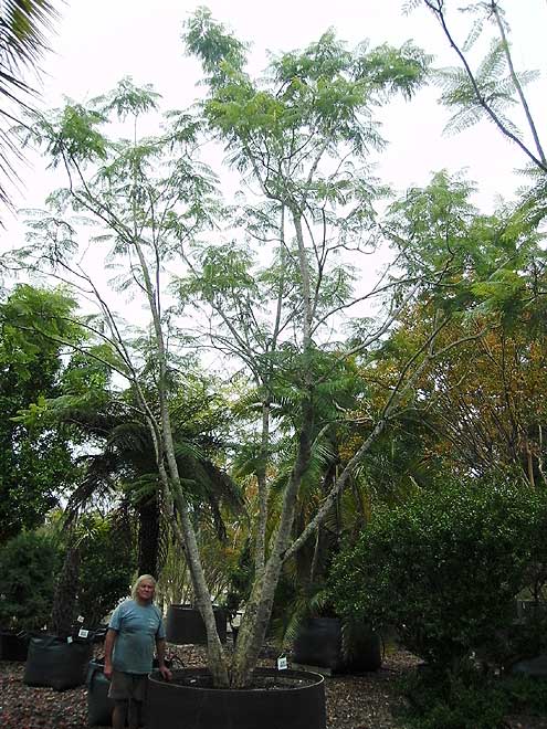 Jacaranda (Mimosifolia)