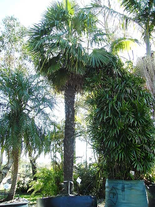Trachycarpus fortunei & Rhapis palm