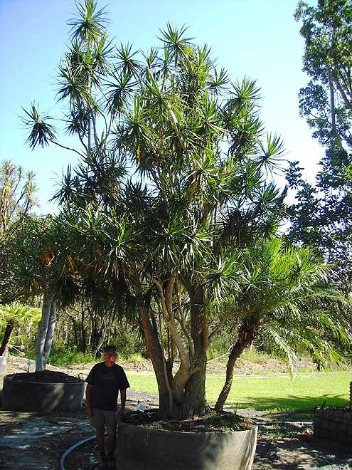 Dracaena Marginata