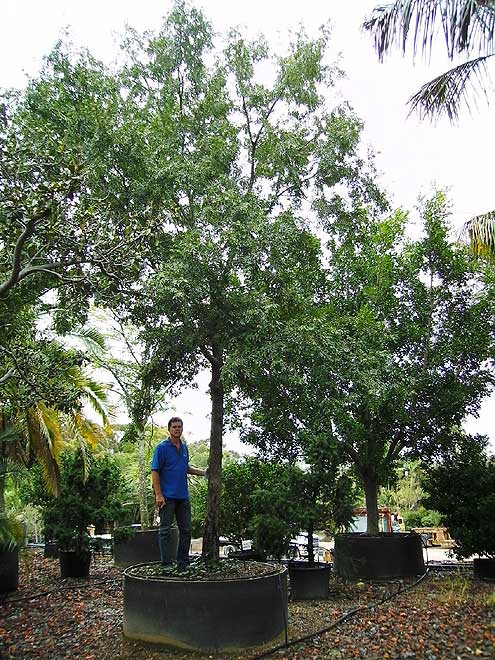 Chinese Elm (Ulmus parvifolia) 
