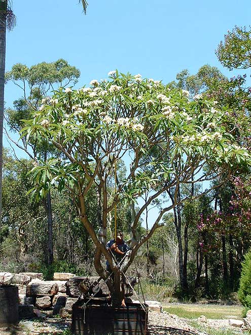Frangipanni (Plumeria)