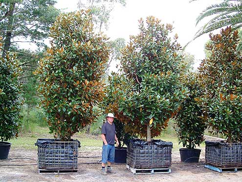 Magnolia grandiflora exmouth