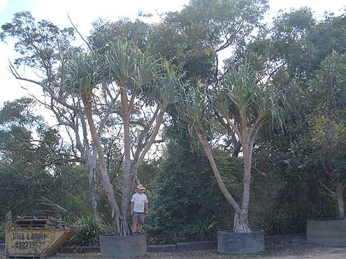 Pandanus