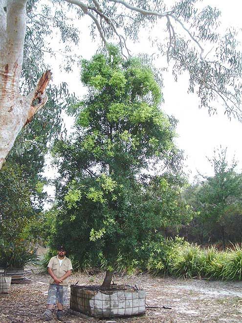 Podocarpus