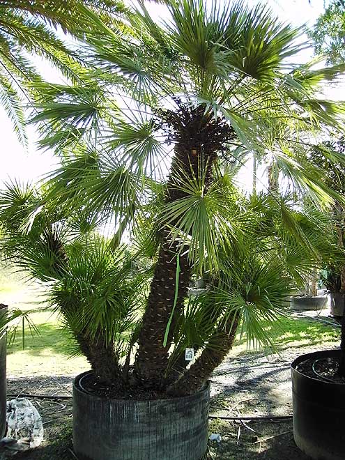 Mediterranean Fan Palm (Chamaerops humilis)