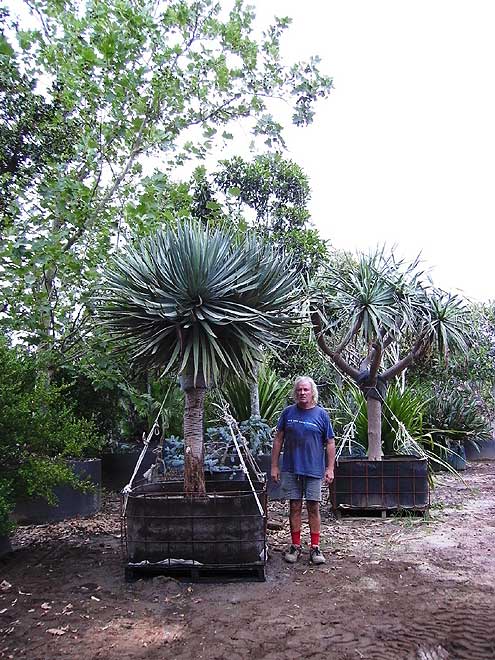 Dragon Tree (Draecena draco)