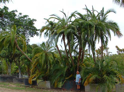 Senegal Date Palm (Phoenix reclinata)