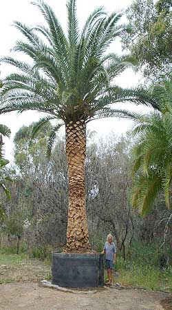 Medium sized potted trees of many species are currently available for the landscape architect and designer.