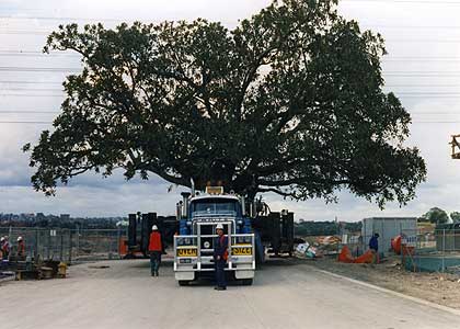 We were also awarded the contract to move the majority of the trees at the Sydney Olympic Games Site. The largest tree being a ficus macrophylla, weighing some 280 tonnes.
