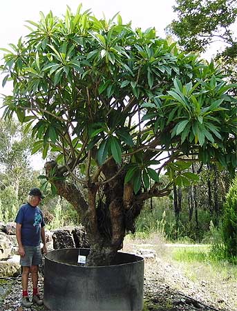 We stock a large amount of rare and exotic medium size trees