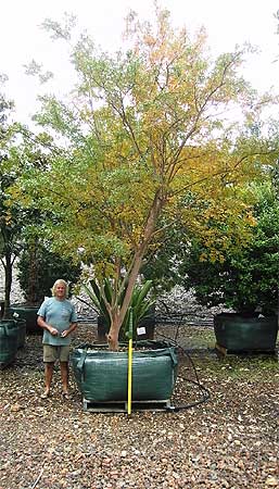 Medium sized potted trees of many species are currently available for the landscape architect and designer.