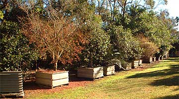 This is an example of some of our smaller trees, these trees are perfect for smaller areas where the time taken to grow a specimen tree to this size would take many years.