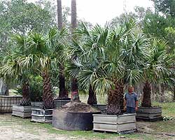 We have a large range of smaller trees that can accompany any medium or larger tree installations.