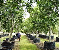 This is an example of some of our smaller trees, these trees are perfect for smaller areas where the time taken to grow a specimen tree to this size would take many years. We have a large range of smaller trees that can accompany any medium or larger tree installations.