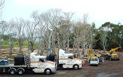 Our fleet of trucks can diliver your tree safetly