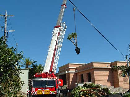 We can arrange to have your tree delivered nearly anywhere.