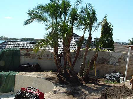 Your tree is delivered safe and Sound and ready to be enjoyed.