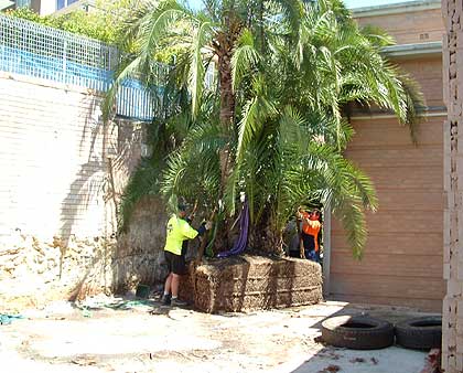 In readyness for replanting.