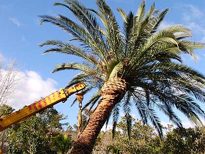 Once you have selected your tree our highly trained staff will start the process.