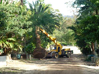 Our specialist machinery will load your tree onto our trucks.